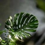 natural landscape 3