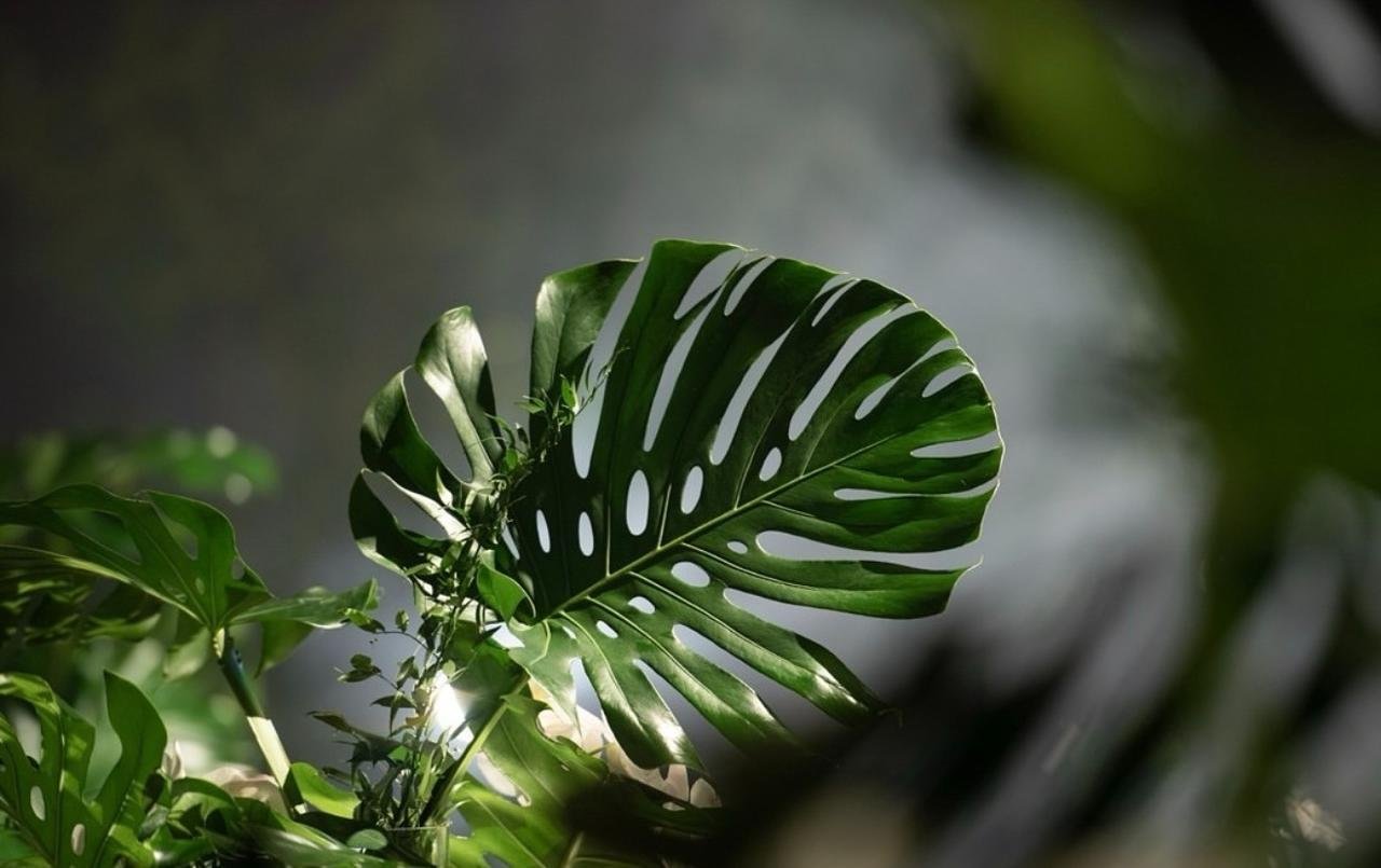 natural landscape 3